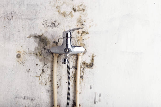Best Mold Remediation for Specific Building Types in Show Low, AZ
