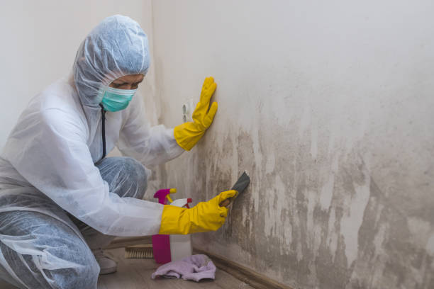 Best HVAC Mold Remediation in Show Low, AZ