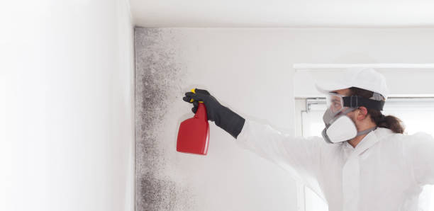 Trusted Show Low, AZ Mold Remediation Experts