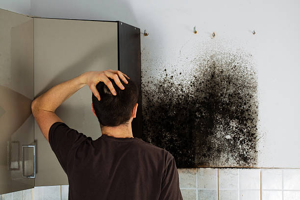 Best Kitchen Mold Remediation in Show Low, AZ